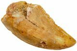 Serrated, Raptor Tooth - Real Dinosaur Tooth #234877-1
